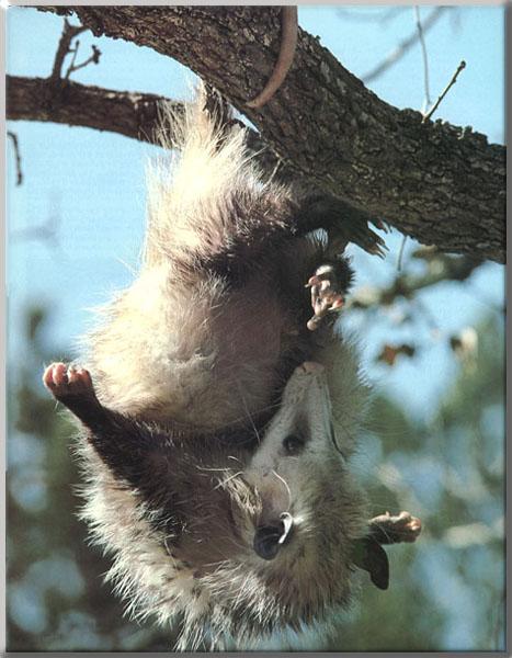 Opossum 13-Hanging tree with tail.jpg