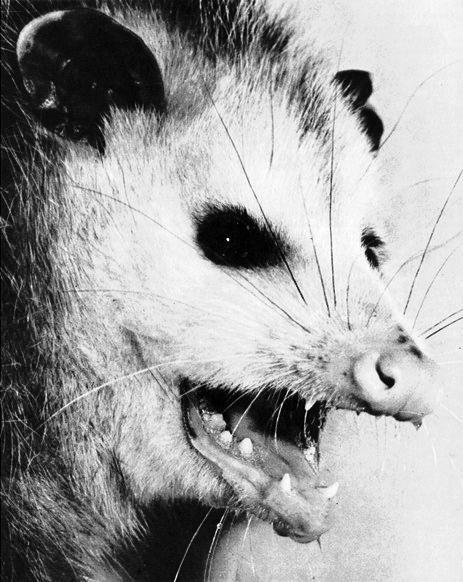 Opossum 1-FaceCloseup.jpg