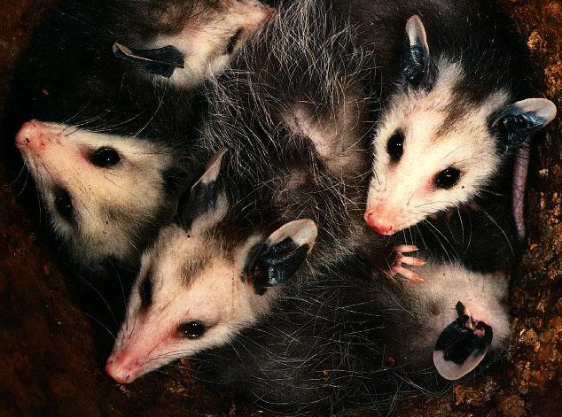 Opossum 2-Pack-Family In Log Hole.jpg