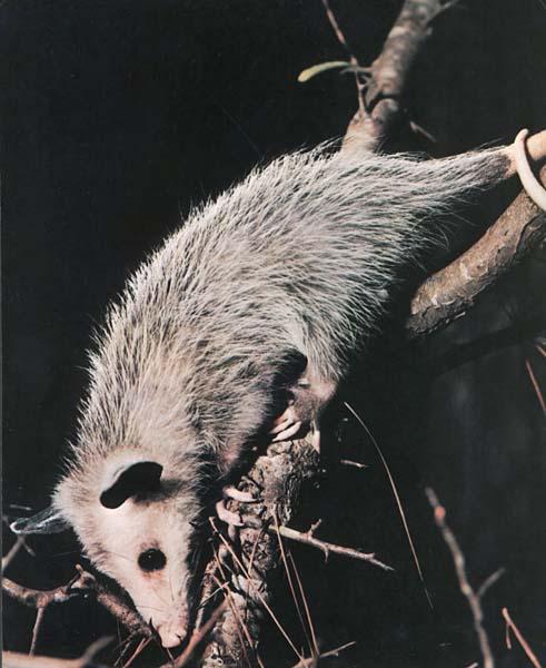 Opossum-Down Tree.JPG
