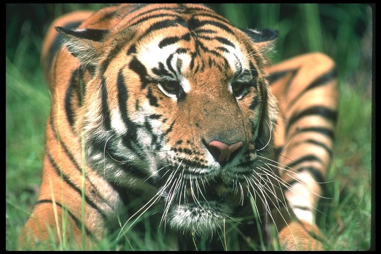 tiger-200077.jpg