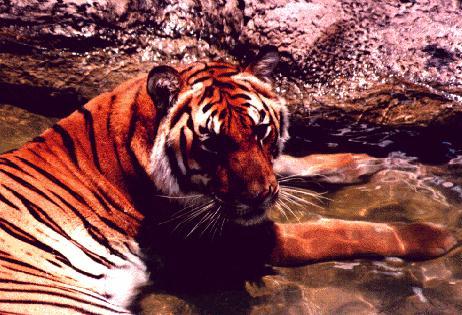 tiger bath.jpg