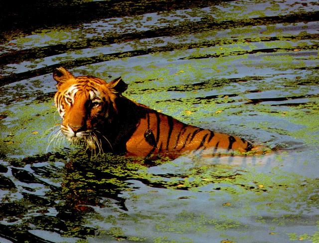 tiger in pond.jpg