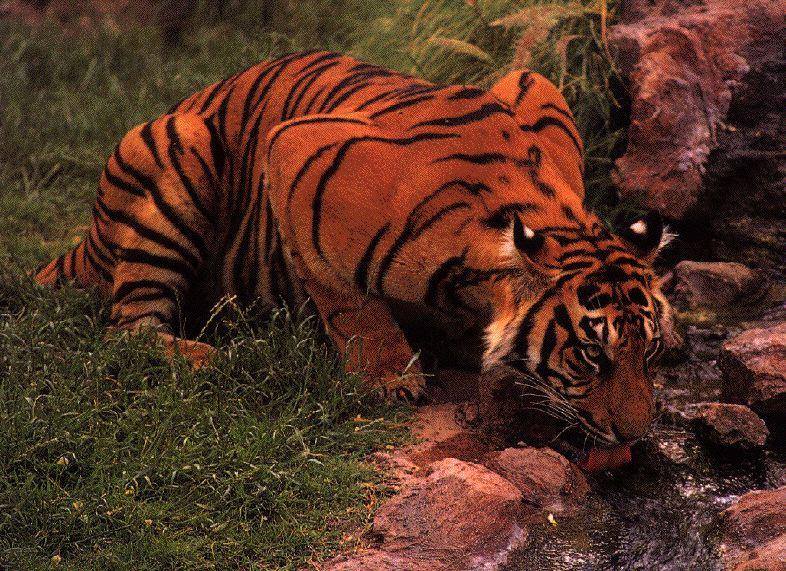 Tigre 17.jpg