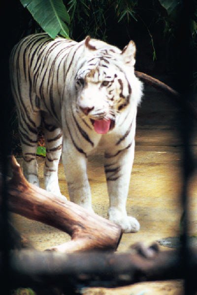 2-24  white tiger .jpg