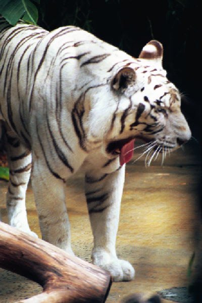 2-25  white tiger .jpg