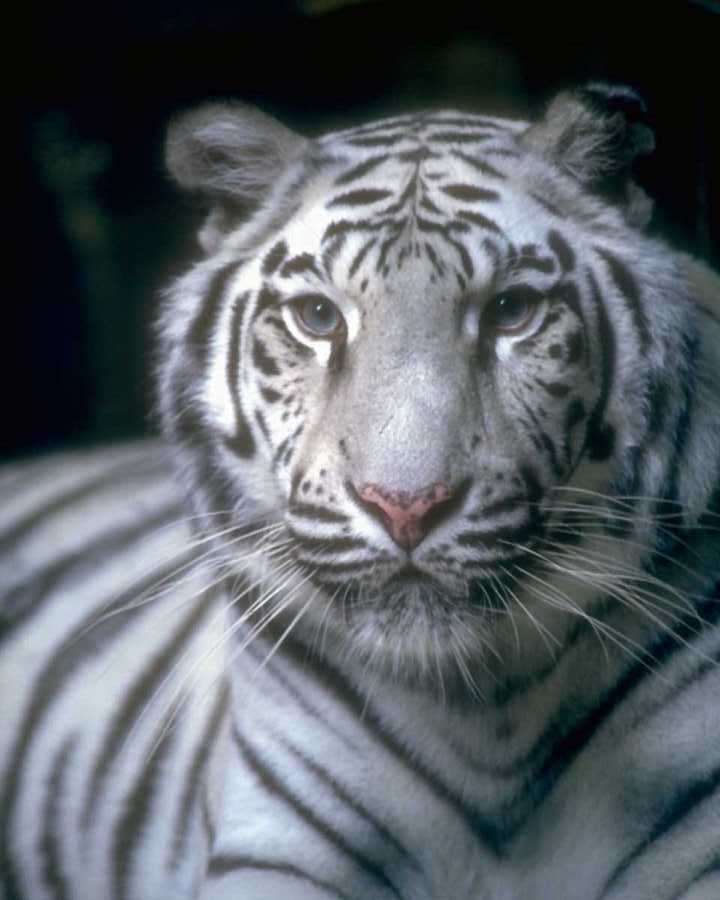 anmwi064-White Tiger-Portrait.jpg