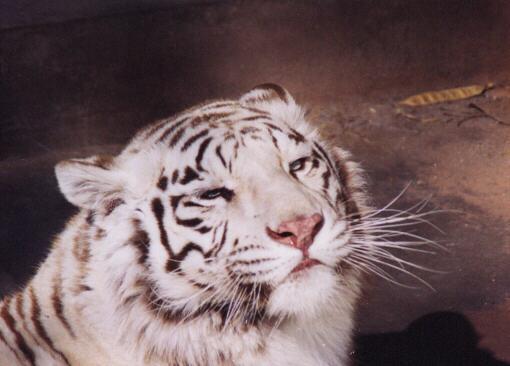 ben16-White Tiger.jpg