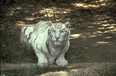 BigCat70-White Tiger-rumping.jpg