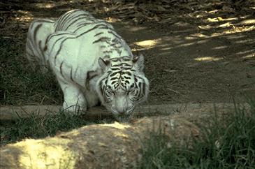BigCat72-White Tiger-lapping water.jpg