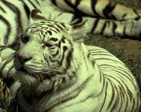 BigCat74-White Tiger-closeup.jpg