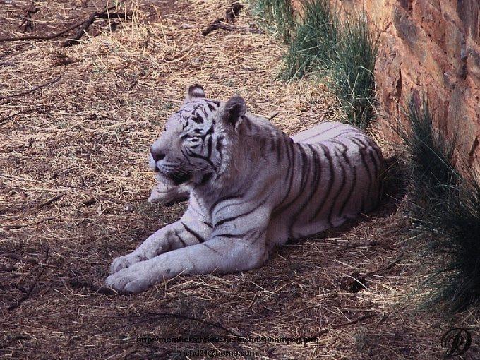 Fwtigr1-White Tiger-Rests.jpg