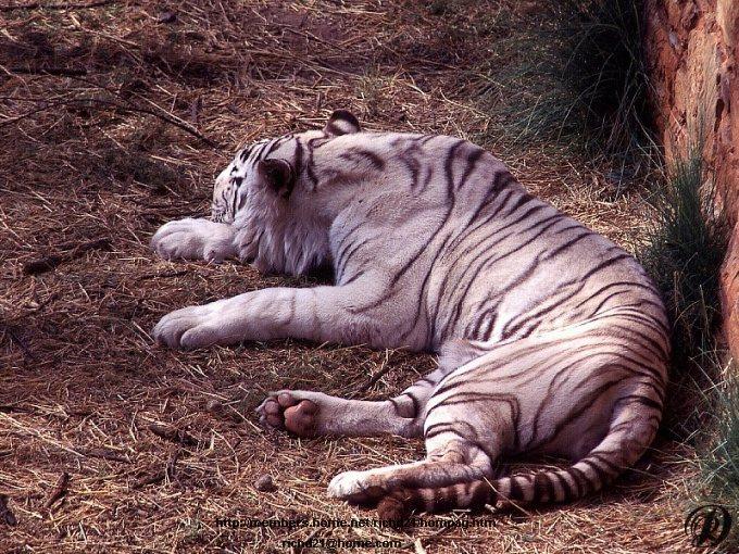 Fwtigr3-White Tiger-Rests.jpg