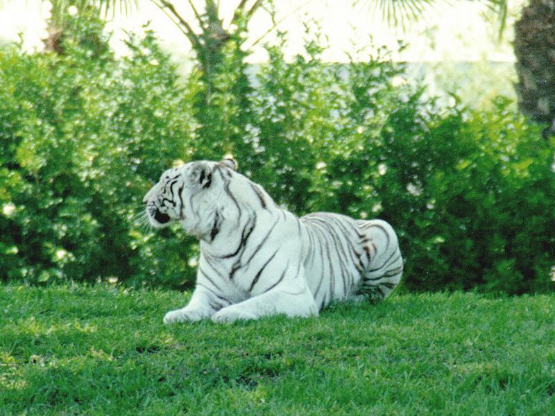Img448-White Tiger sitting on grass.jpg