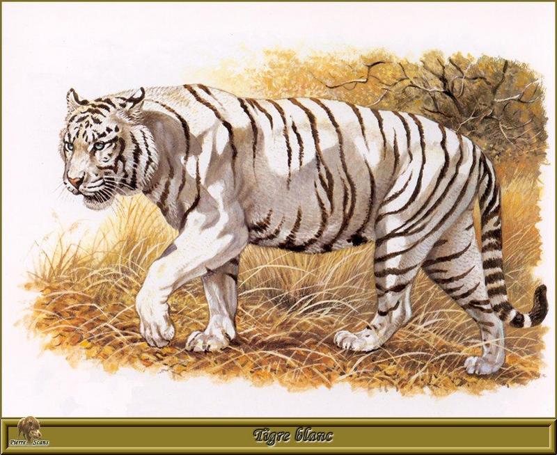 PO pfrd 036 Tigre blanc.jpg
