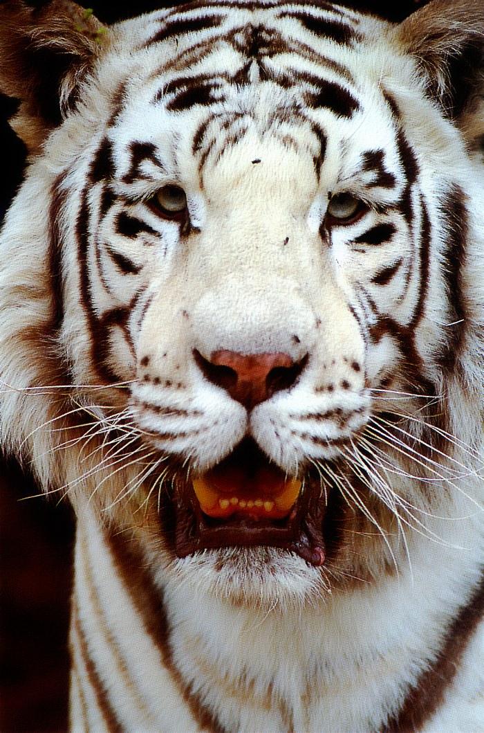 p-wc53-White Tiger-face closeup.jpg