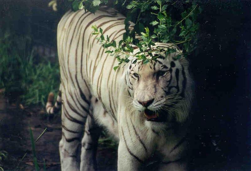 SY Tiger Jacksonville Zoo02.jpg