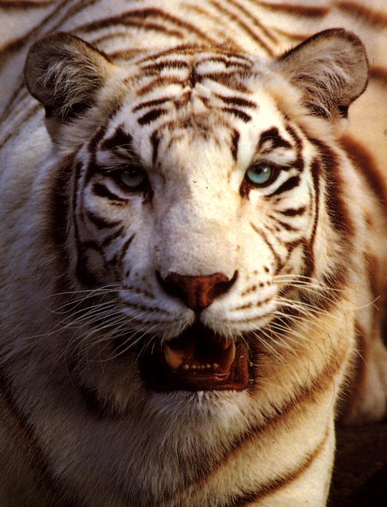 tiger white05a-White Tiger-snarling face closeup.jpg
