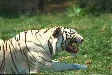 Tiger11-White Tiger-snarls.jpg