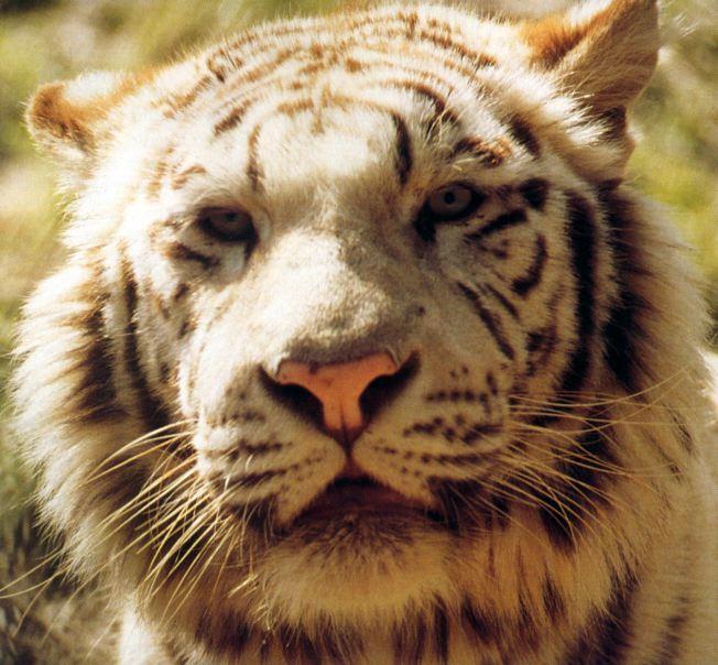 tiger 1-White Bengal Tiger.jpg