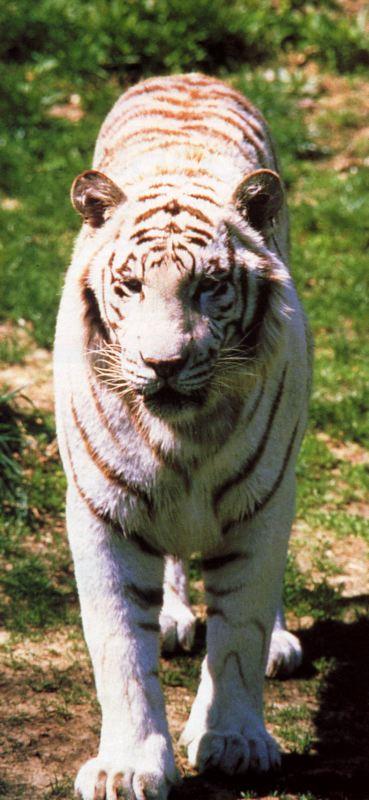 tiger 2-White Bengal Tiger.jpg