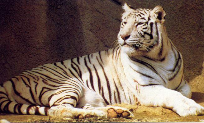 tiger 3-White Bengal Tiger.jpg
