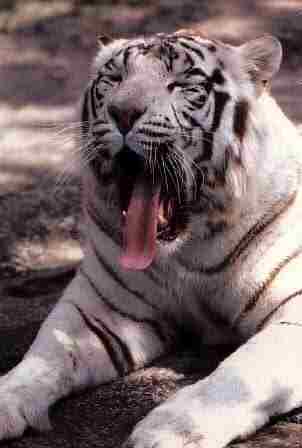 White Tiger9-big yawning with long tongue.jpg