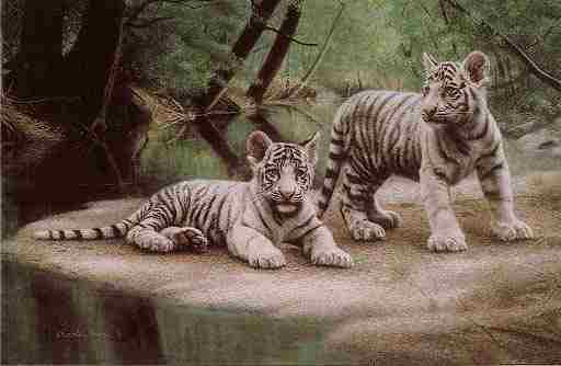White Tiger10-2 cubs on stream bank.jpg