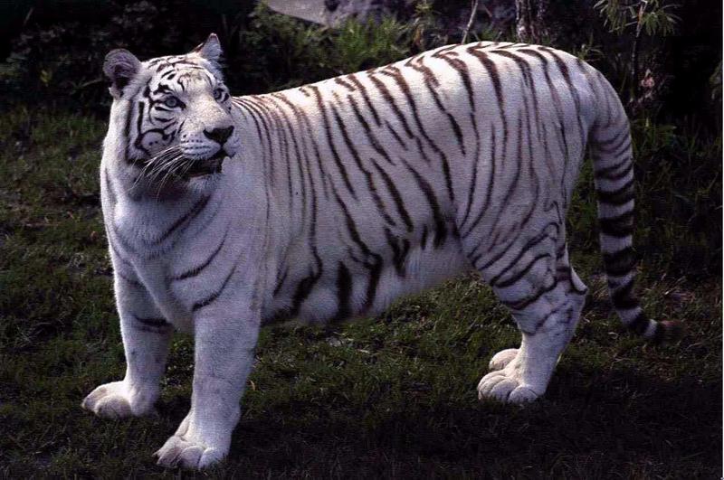 White Tiger-000060gt.jpg