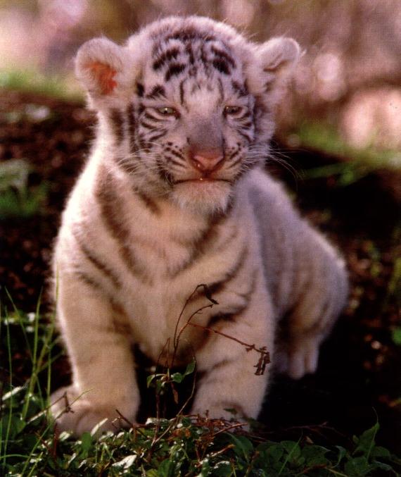 White Tiger03gt-Cute kitten.jpg