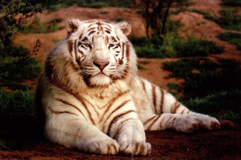 White Tiger04gt.jpg