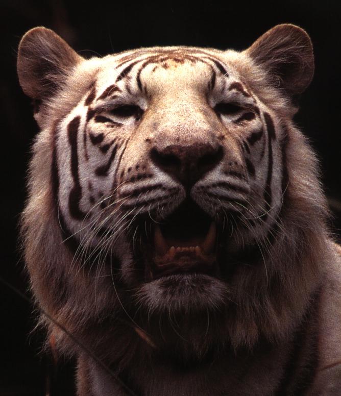 White Tiger05gt-Roars.jpg