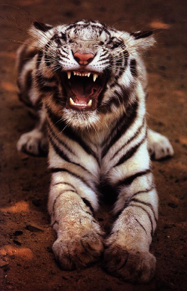 White Tiger06gt-Roaring.jpg