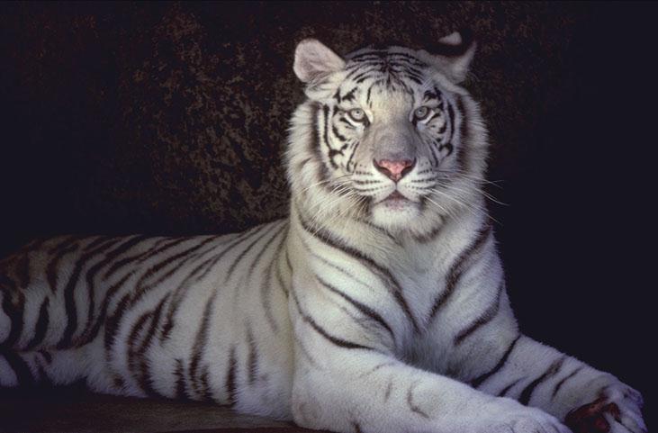 White Tiger-Portrait.jpg