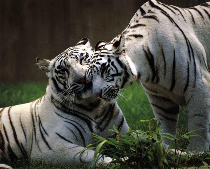 white tigers kiss.jpg