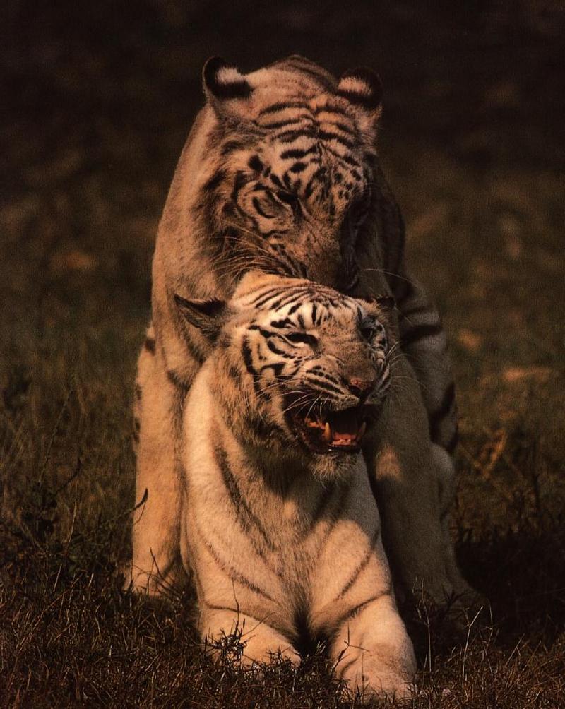 White Tigers01gt-mating.jpg