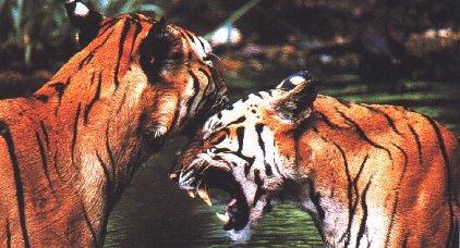 tigers5.jpg