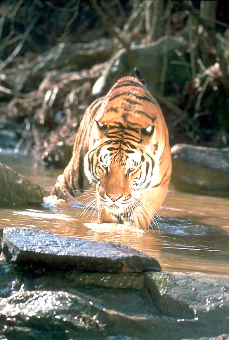 108062-Tiger-walking in water stream.jpg