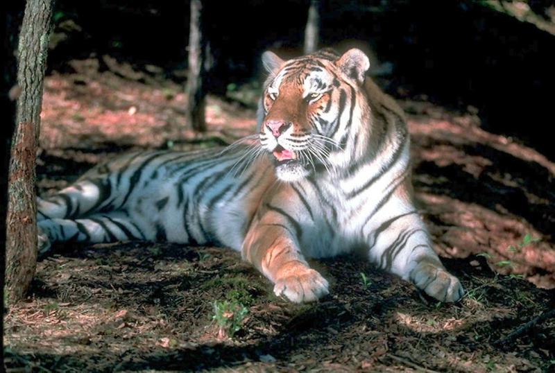 108082-Tiger-resting in forest.jpg