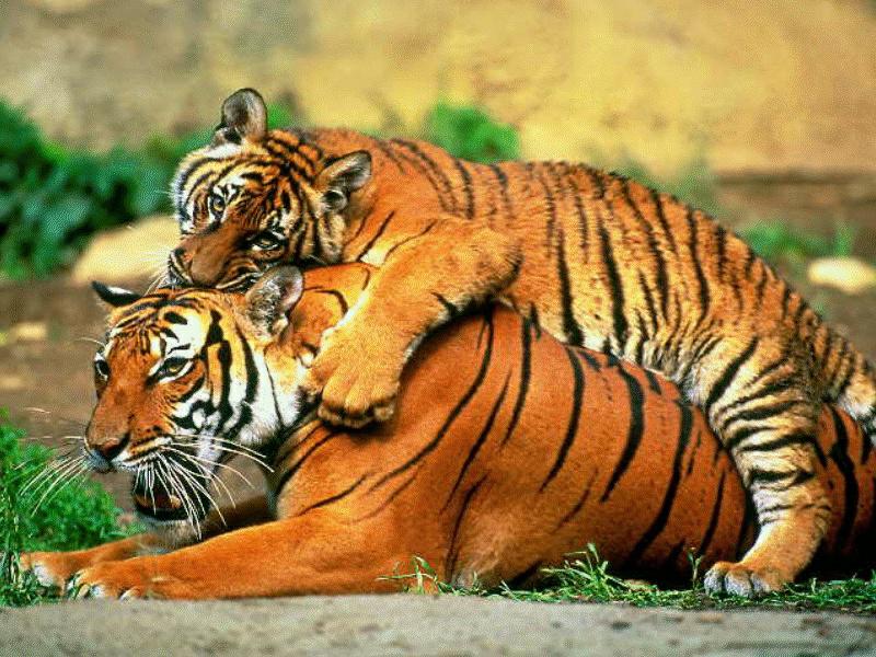 BABY07-Tigers-mom and young playing.jpg