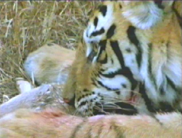 bigcat13-tiger-dinner-closeup.jpg