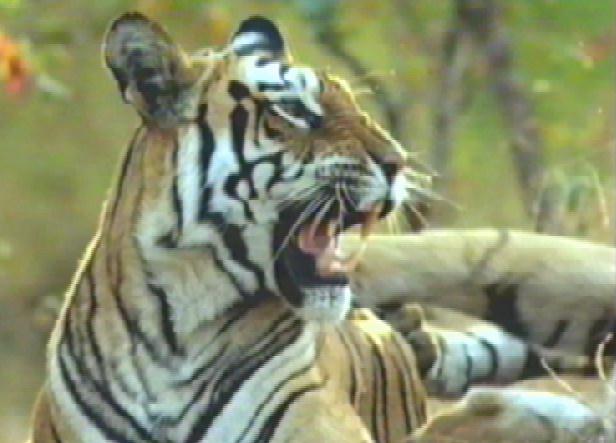 bigcat14-tiger-roaring.jpg