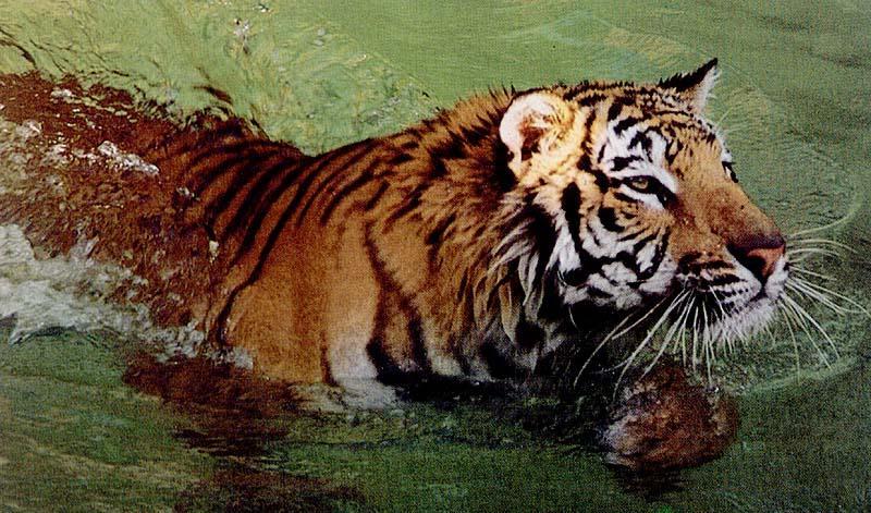 bigcat32-tigerSwims.jpg