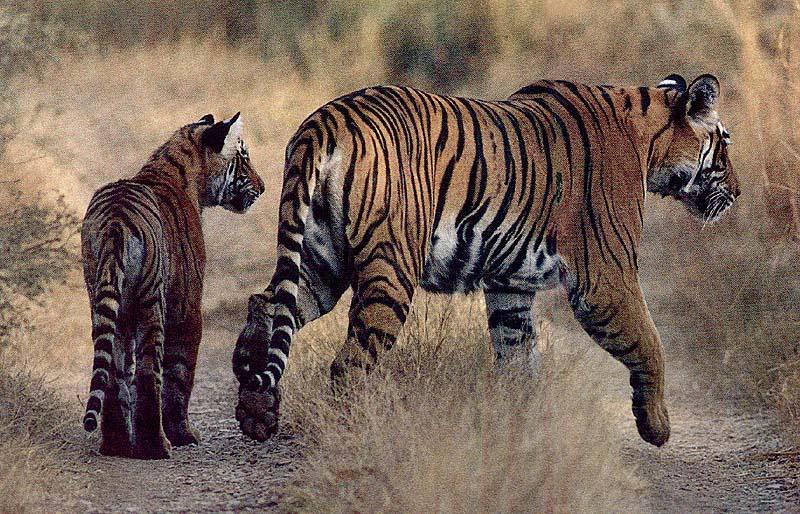 bigcat36-tiger-mom baby.jpg