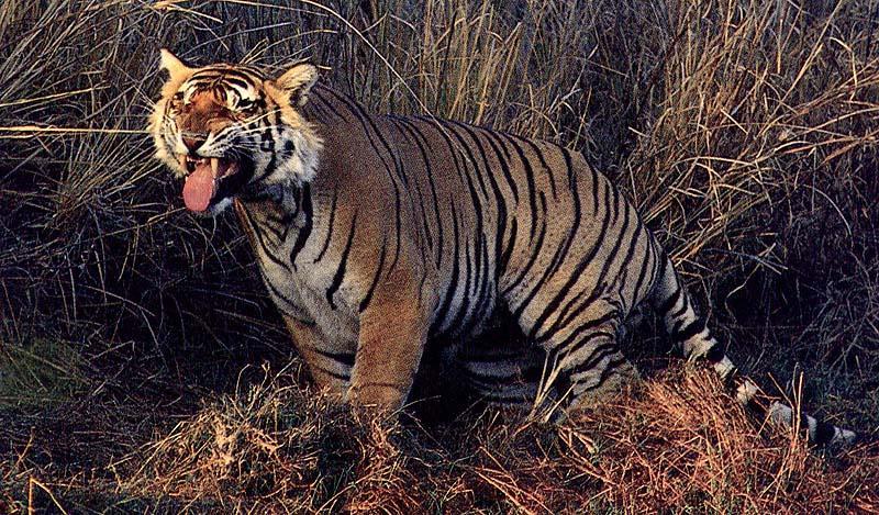bigcat37-tiger.jpg