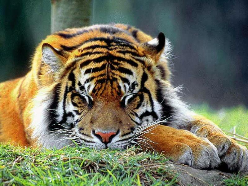 CATS03-Tiger-sleepy face closeup.jpg