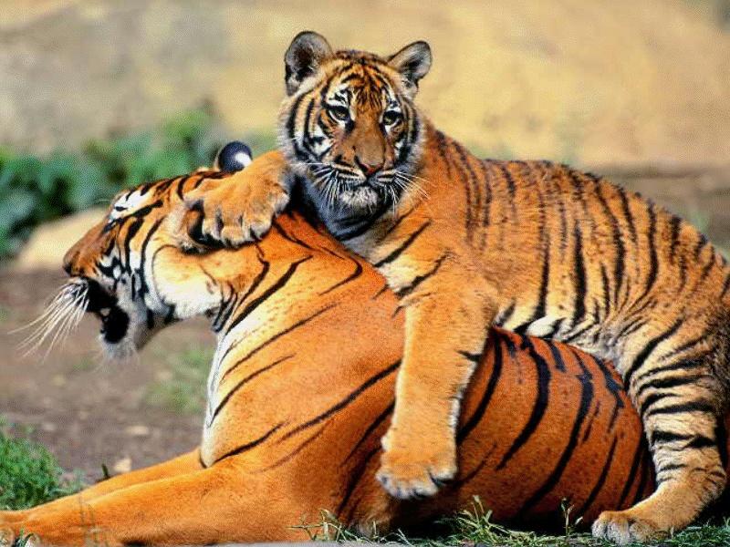 CATS10-Tigers-mom and young.jpg