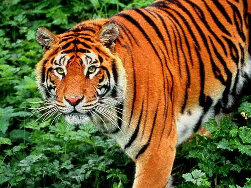 CATS13-Tiger-closeup.jpg