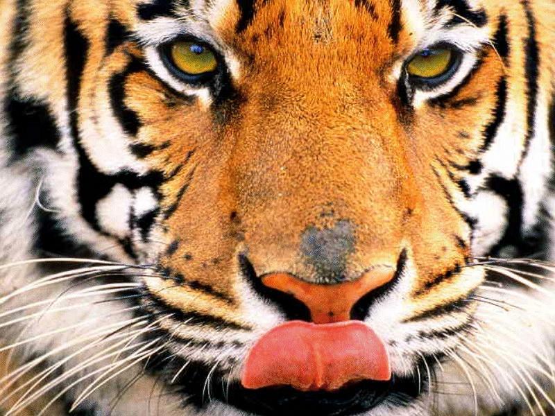 CATS17-Tiger-face closeup-licking nose.jpg