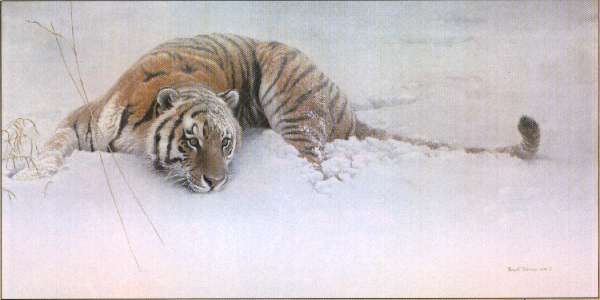 cbe01-Siberian Tiger-resting on snow-painting.jpg